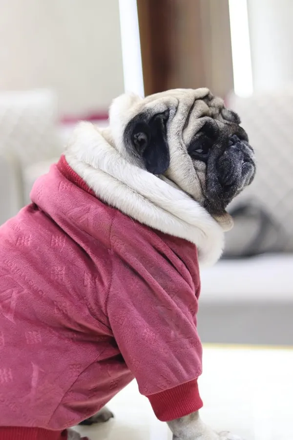 Maroon_Cotton_Knitted_Pullover_Sweater_For_Dogs