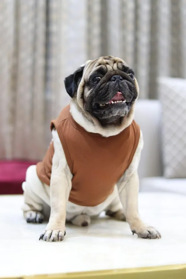 Brown_Cotton_Back_Printed_T_Shirt_With_Sleeves_For_Dogs
