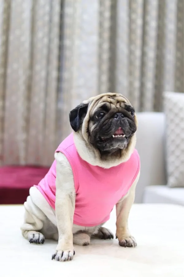 Pink_Cotton_Back_Printed_T_Shirt_With_Sleeves_For_Dogs