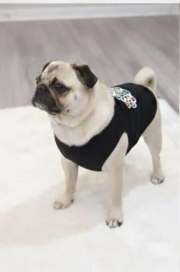 Black_Cotton_Back_Printed_T_Shirt_With_Sleeves_For_Dogs