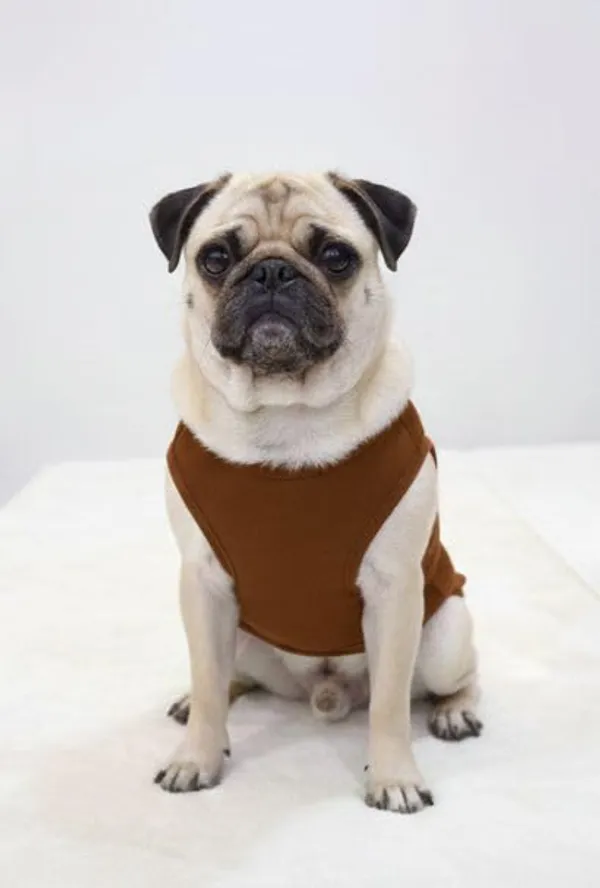 Brown_Cotton_Printed_T_Shirt_For_Dogs