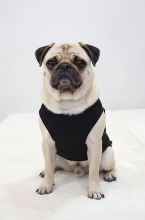 Black_Cotton_Graphic_Print_T-Shirt_For_Dogs