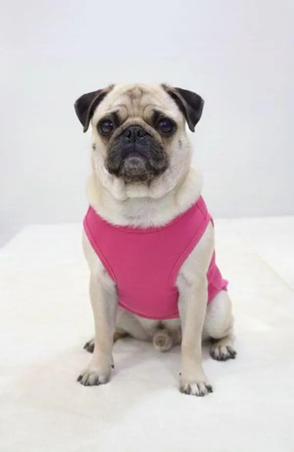 Pink_Cotton_Printed_T_Shirt_For_Dogs