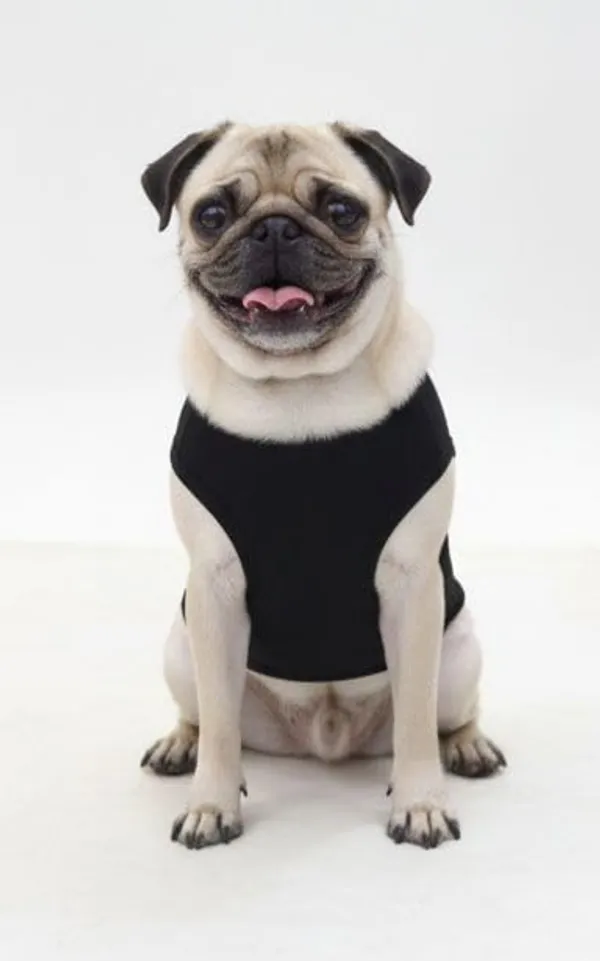 Black_Cotton_T-Shirt_For_Dogs