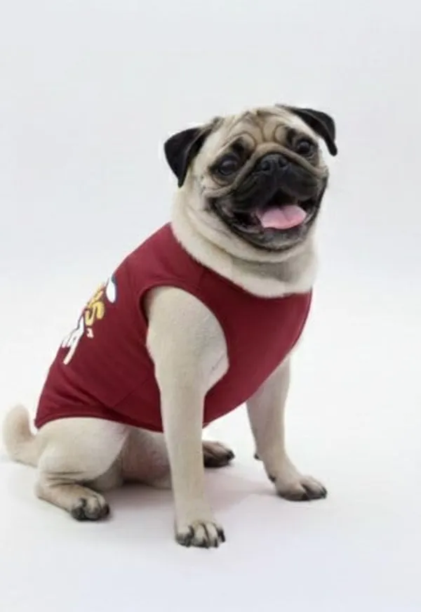 Maroon_Cotton_T-Shirt_For_Dogs