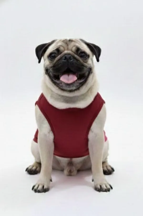 Maroon_Cotton_T-Shirt_For_Dogs