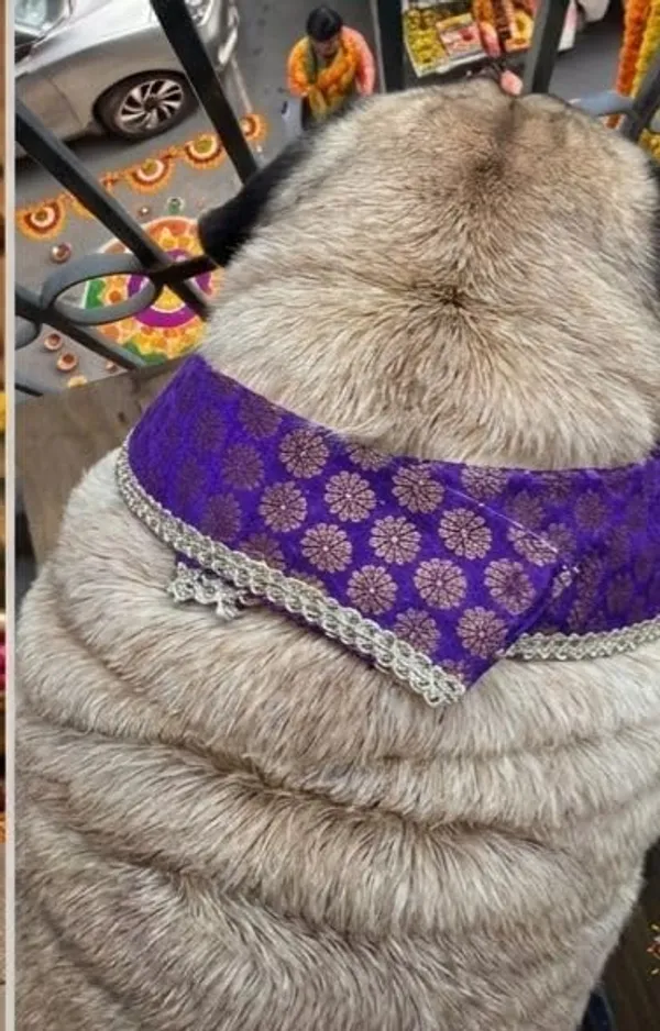 Purple_Brocade_Oreo-Pattern_Dog_Bandana