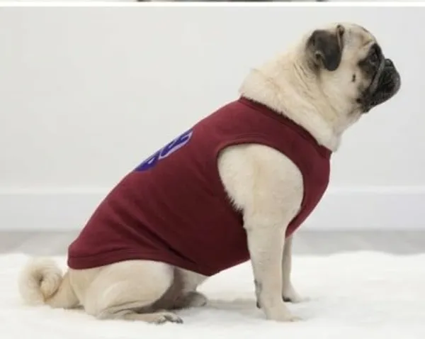 Maroon_Cotton_Graphic_Print_T-Shirt_For_Dogs