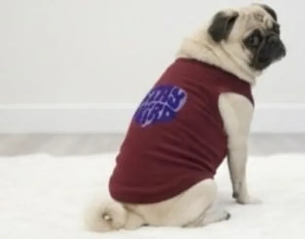 Maroon_Cotton_Graphic_Print_T-Shirt_For_Dogs
