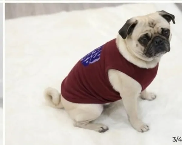 Maroon_Cotton_Graphic_Print_T-Shirt_For_Dogs