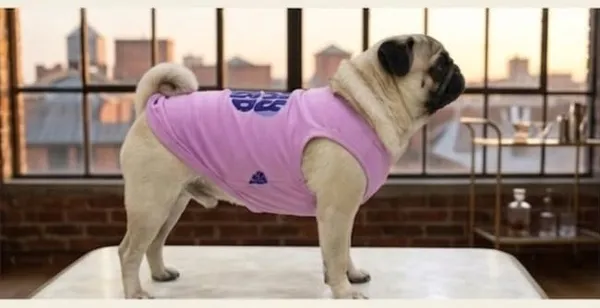 Lavender_Cotton_Graphic_T-Shirt_For_Dogs
