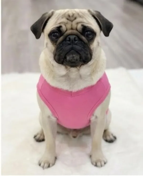 Pink_Cotton_Graphic_T-Shirt_For_Dogs