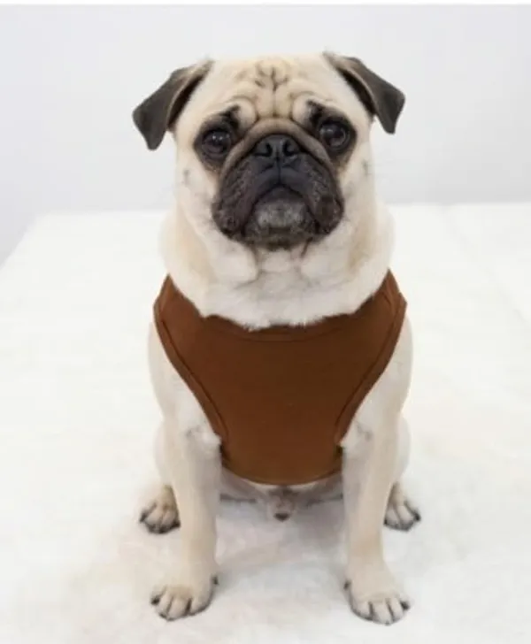 Brown_Cotton_Graphic_Print_T-Shirt_For_Dogs