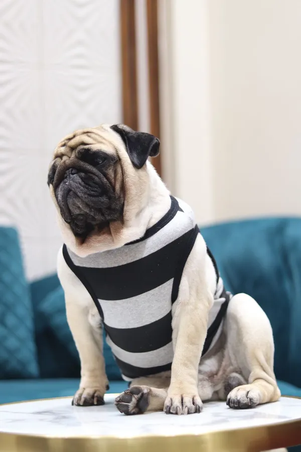 White_And_Black_Cotton_Striped_Sleeveless_Tank_Top_For_Dogs