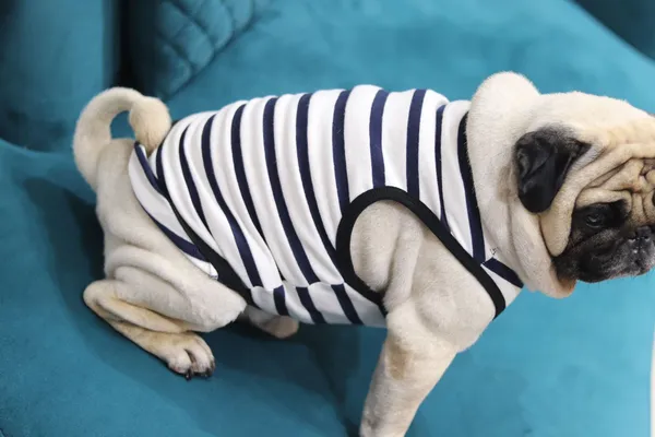 White_And_Black_Cotton_Striped_Sleeveless_Tank_Top_For_Dogs