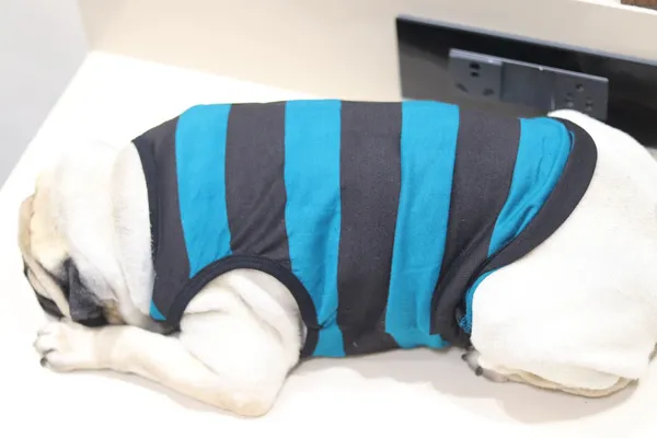 Black_And_Blue_Cotton_Striped_Tank_Vest_For_Dogs