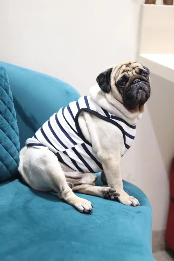 White_Cotton_Striped_T_Shirt_For_Dogs