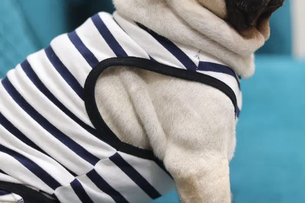 White_Cotton_Striped_T_Shirt_For_Dogs