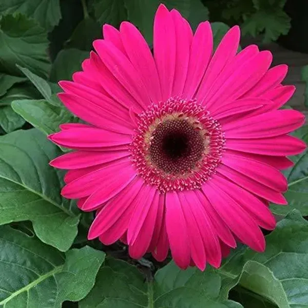 Pretty_Pink_Gerbera_Plant_