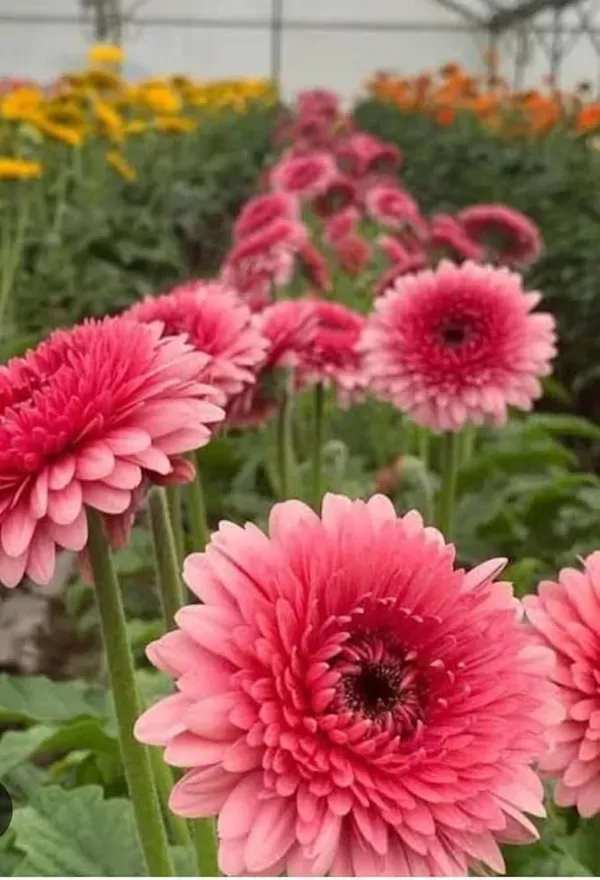 Pretty_Pink_Gerbera_Plant_