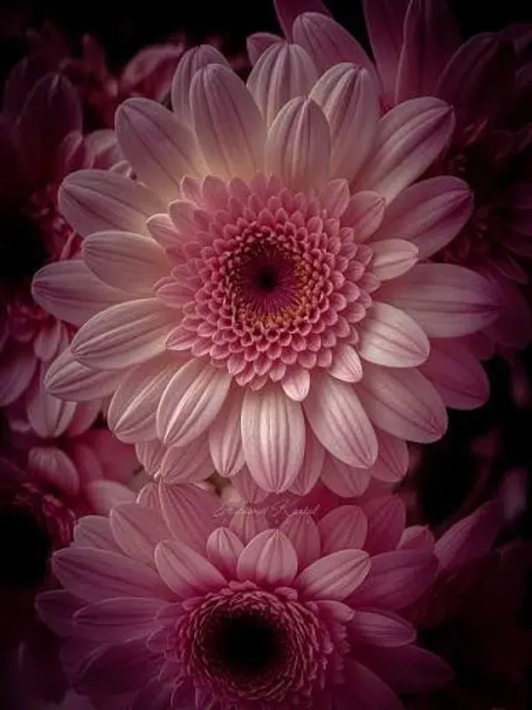 Pretty_Pink_Gerbera_Plant_