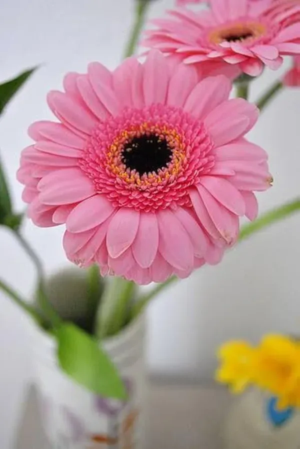 Pretty_Pink_Gerbera_Plant_