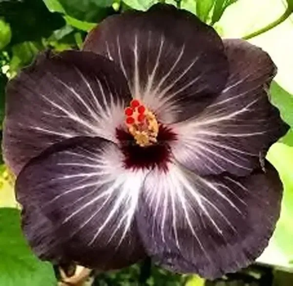 Hibiscus_Plantjoba_Plantblack_Hibiscus_Plant_Joba
