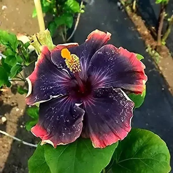 Hibiscus_Plantjoba_Plantblack_Hibiscus_Plant_Joba