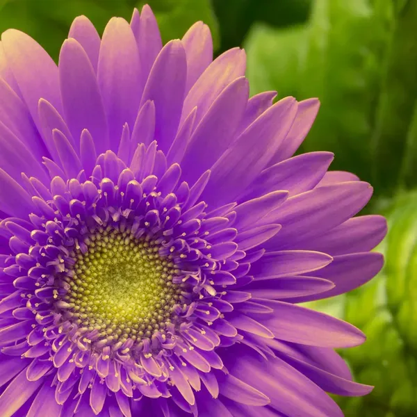 Royal_Purple_Gerbera_Plant_|_Elegant_Blooming_Beauty
