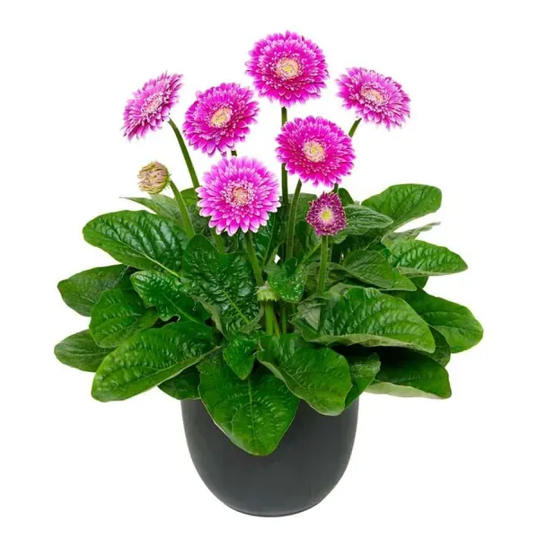 Royal_Purple_Gerbera_Plant_|_Elegant_Blooming_Beauty