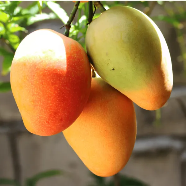 Sweet_Pusa_Surya_Mango_Plant_Grafted_High_Yielding_Variety