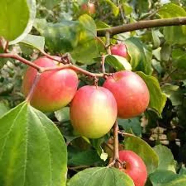 Ber_Apple_Ball_Sundari_Plants