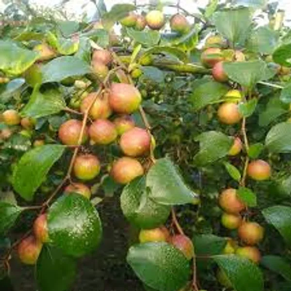 Ber_Apple_Ball_Sundari_Plants