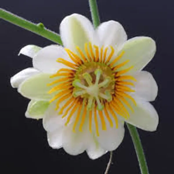 Passion_Flower_Plant_Yellow_Colour_Krishna_Kamal_Passiflora_Incarnata_Passiflora_Plant