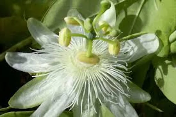 Passion_Flower_Plant_Yellow_Colour_Krishna_Kamal_Passiflora_Incarnata_Passiflora_Plant