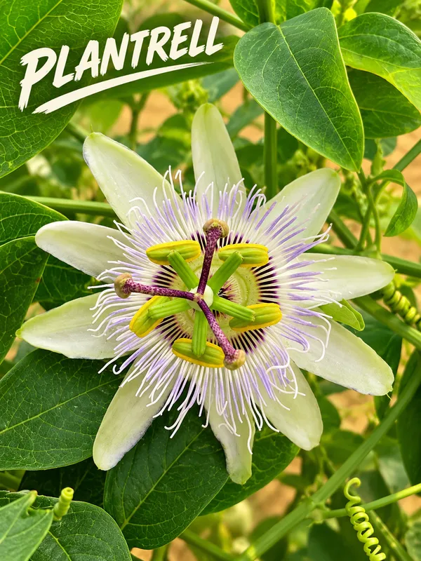 Passion_Flower_Plant_Yellow_Colour_Krishna_Kamal_Passiflora_Incarnata_Passiflora_Plant