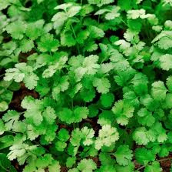 Coriander_Panipat_Desi_Vegetable_Seeds_Leafy_Winter_Vegetable_Seeds_For_Home_Garden_Fresh_Vegetables_Seeds_For_Kitchen_Organic_Dhania_Leaves_Seeds_Gardening_Indoor_Outdoor_Vegetables_Seeds