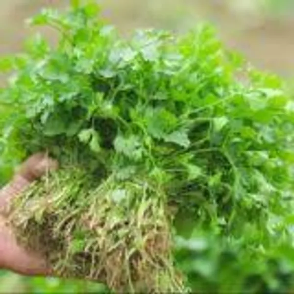 Coriander_Panipat_Desi_Vegetable_Seeds_Leafy_Winter_Vegetable_Seeds_For_Home_Garden_Fresh_Vegetables_Seeds_For_Kitchen_Organic_Dhania_Leaves_Seeds_Gardening_Indoor_Outdoor_Vegetables_Seeds