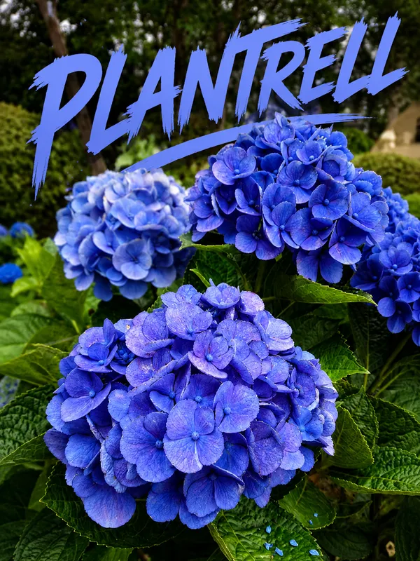Blue_Hydrangea_Plant_Live_Hydrangea_Macrophylla_Beautiful_Blue_Flowering_Garden_Plant