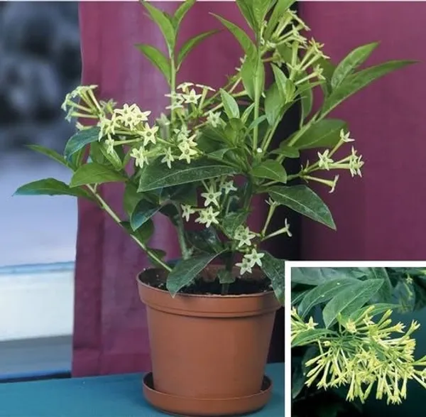 Raat_ki__Rani_Night_Blooming_Jasmine_Plant