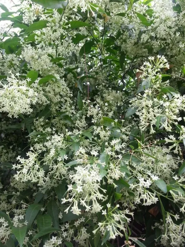 Raat_ki__Rani_Night_Blooming_Jasmine_Plant