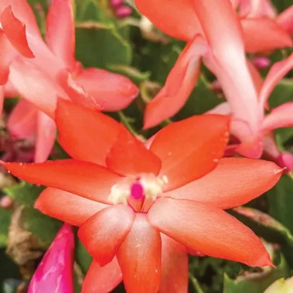 Orenge_Zygo_Plant_For_Home_Gardening