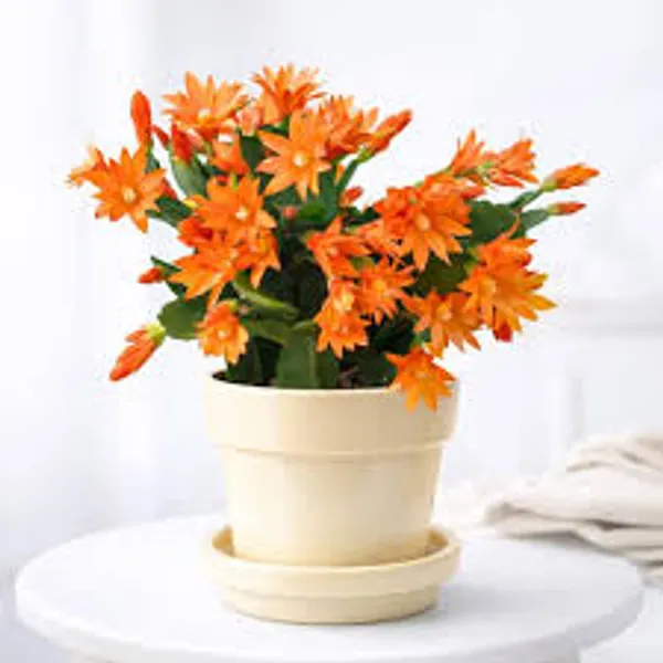 Orenge_Zygo_Plant_For_Home_Gardening