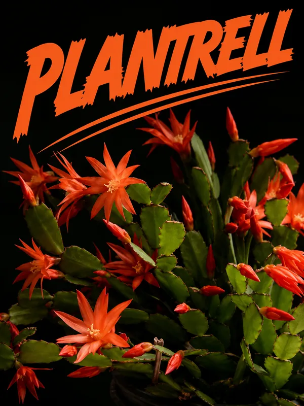 Orenge_Zygo_Plant_For_Home_Gardening