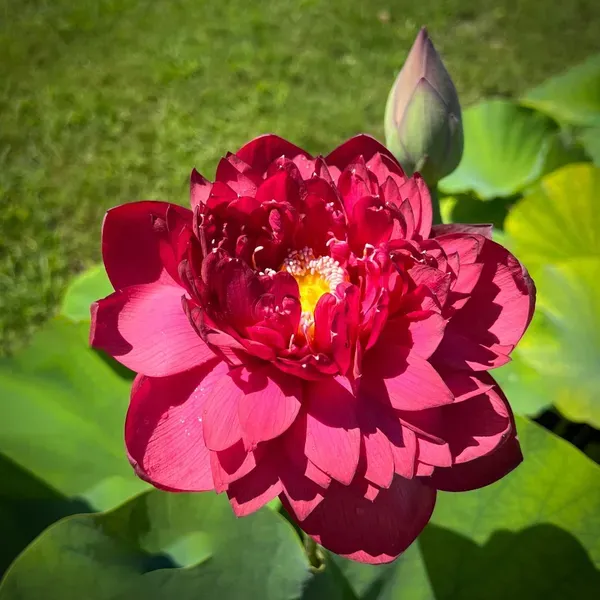 Premium_Elegant_Red_Cherry_Lotus_Tuber_Live_Plant
