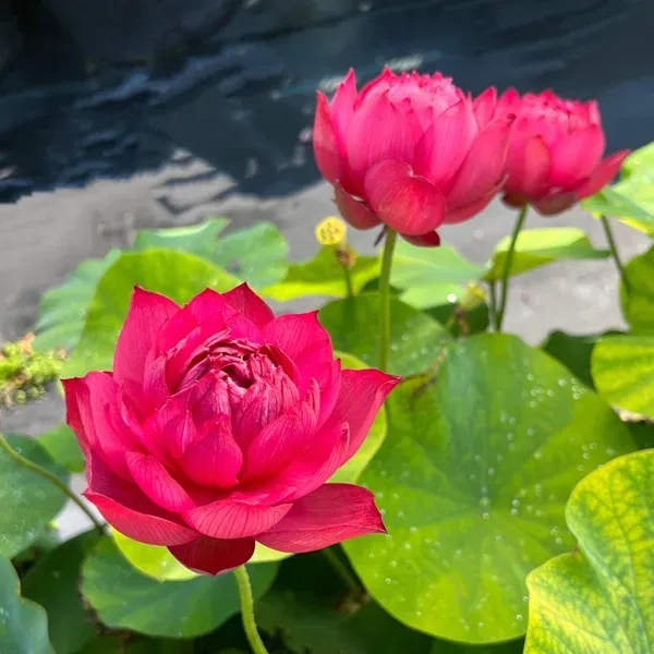 Premium_Elegant_Red_Cherry_Lotus_Tuber_Live_Plant