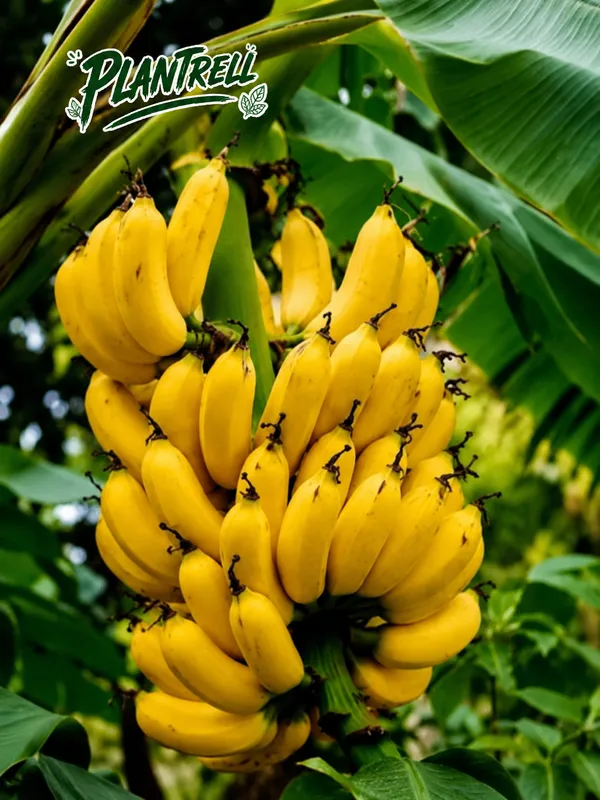 Singapuri_Variety_Banana_Fruit_Plant.