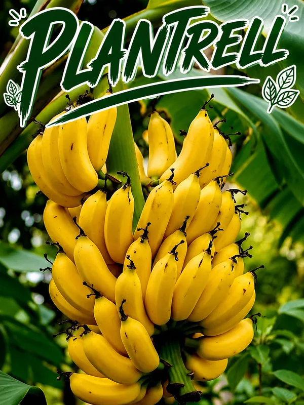 Singapuri_Variety_Banana_Fruit_Plant.