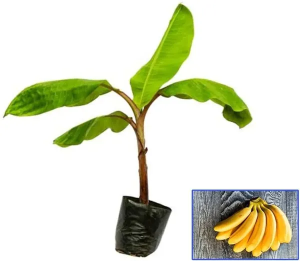 Singapuri_Variety_Banana_Fruit_Plant.