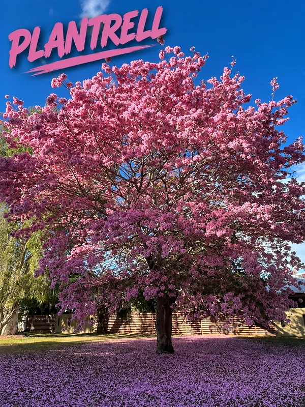 Pink_Tabebuia_Plant_|_Pink_Trumpet_Flower_Plant_|_Ornamental_Flowering_Tree_Plant